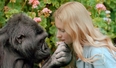 Koko's Legacy and Qatar's Commitment to Protecting Animals